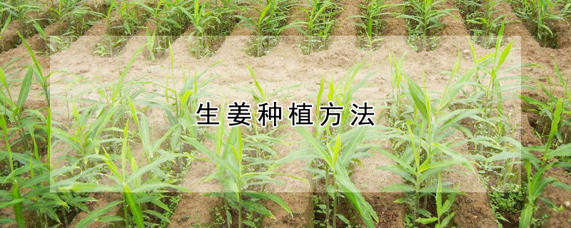 生姜種植方法