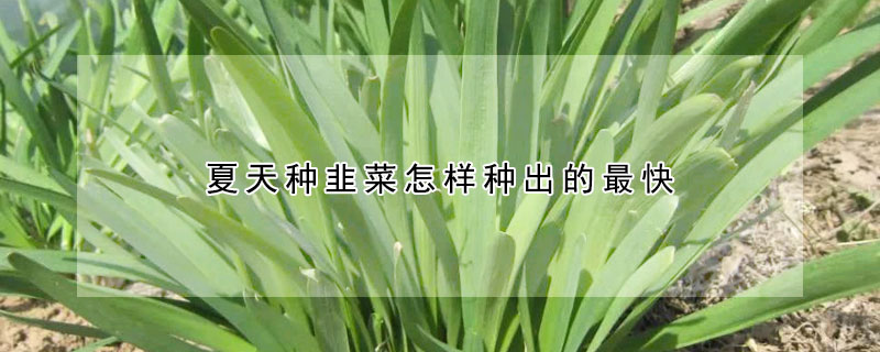 夏天種韭菜怎樣種出的最快