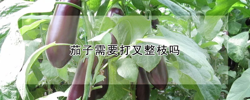 茄子需要打叉整枝嗎