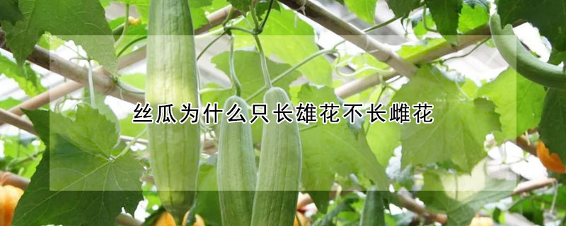 絲瓜為什么只長雄花不長雌花