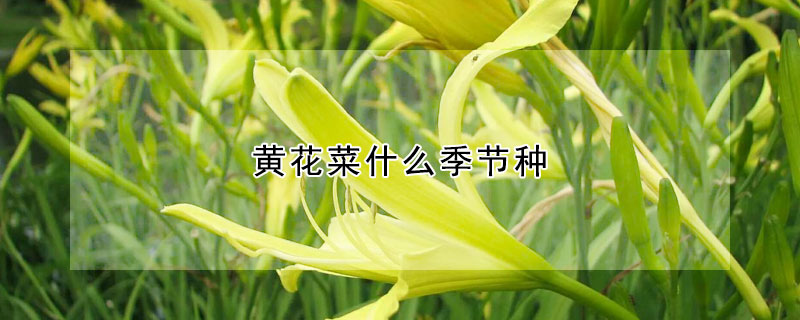 黃花菜什么季節(jié)種