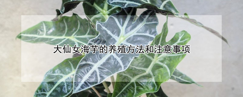 大仙女海芋的養殖方法和注意事項