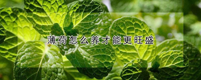 薄荷怎么養(yǎng)才能更旺盛