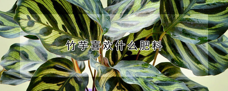 竹芋喜歡什么肥料