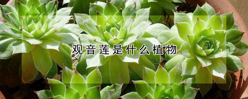 觀音蓮是什么植物