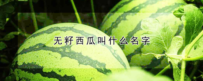 無(wú)籽西瓜叫什么名字