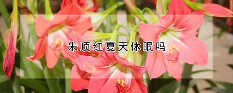 朱頂紅夏天休眠嗎