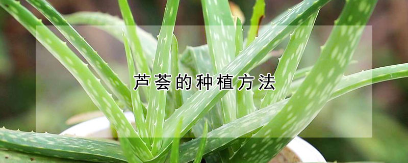 蘆薈的種植方法