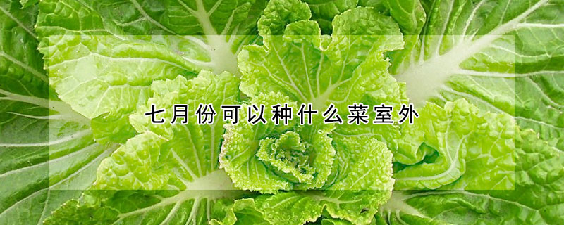 七月份可以種什么菜室外