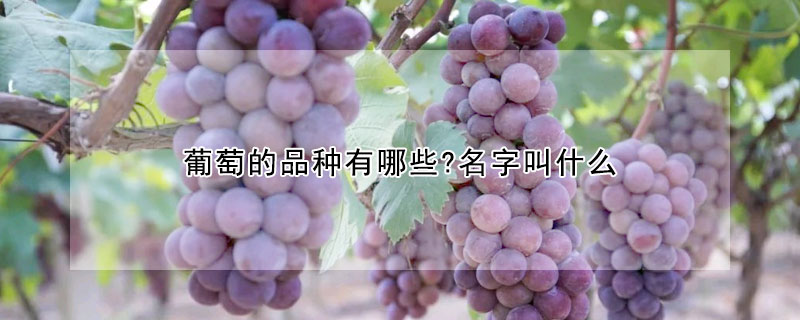 葡萄的品種有哪些?名字叫什么