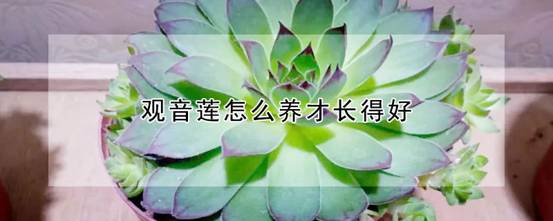 觀音蓮怎么養(yǎng)才長得好