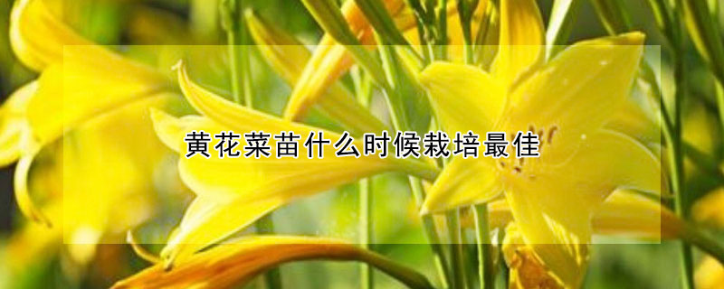 黃花菜苗什么時候栽培最佳