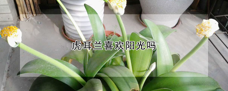 虎耳蘭喜歡陽光嗎