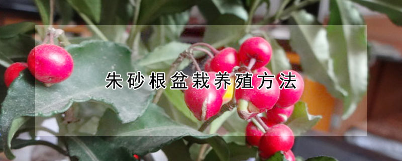 朱砂根盆栽養殖方法