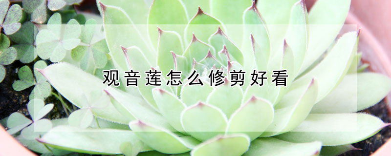 觀音蓮怎么修剪好看