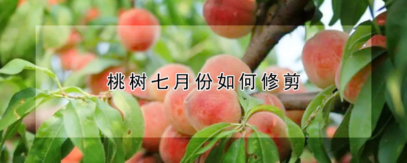 桃樹(shù)七月份如何修剪