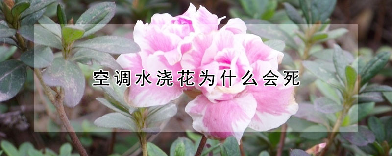 空調水澆花為什么會死