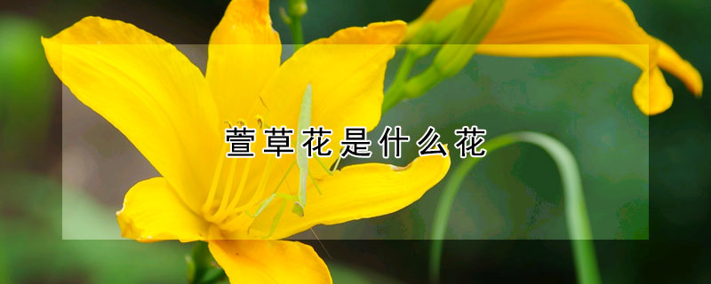 萱草花是什么花