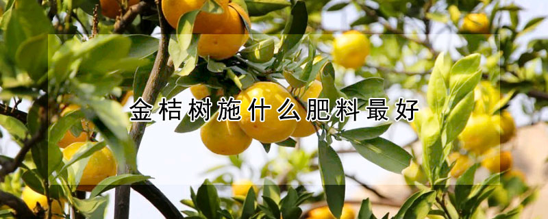 金桔樹施什么肥料最好