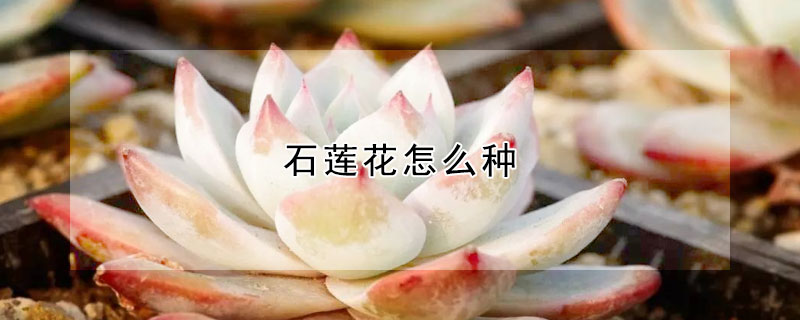 石蓮花怎么種