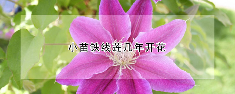 小苗鐵線蓮幾年開(kāi)花