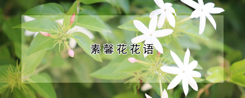 素馨花花語