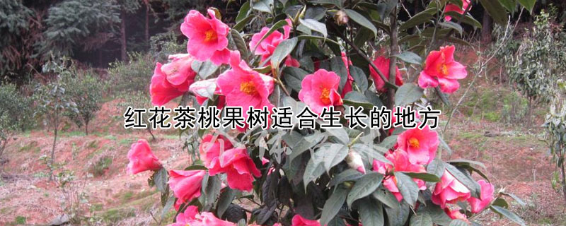 紅花茶桃果樹適合生長的地方