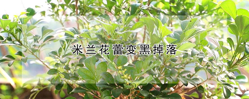 米蘭花蕾變黑掉落