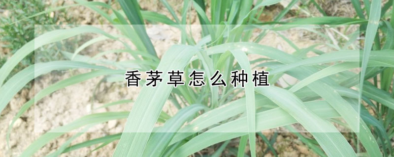 香茅草怎么種植