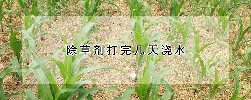 除草劑打完幾天澆水