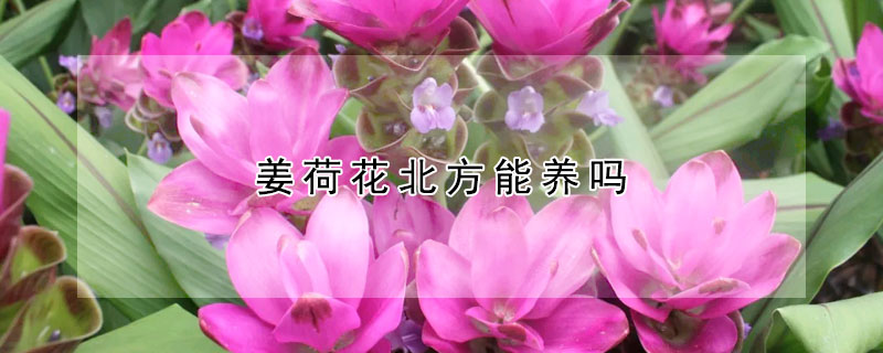 姜荷花北方能養(yǎng)嗎