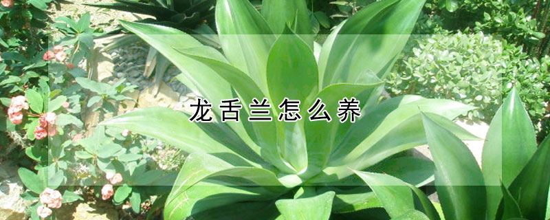 龍舌蘭怎么養(yǎng)