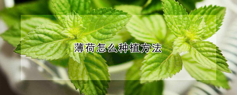 薄荷怎么種植方法