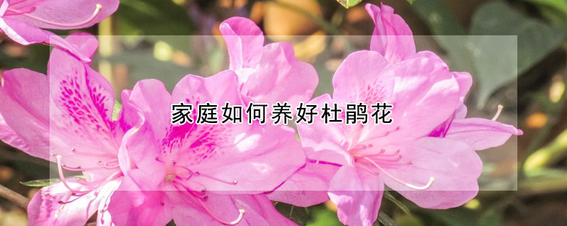 家庭如何養(yǎng)好杜鵑花