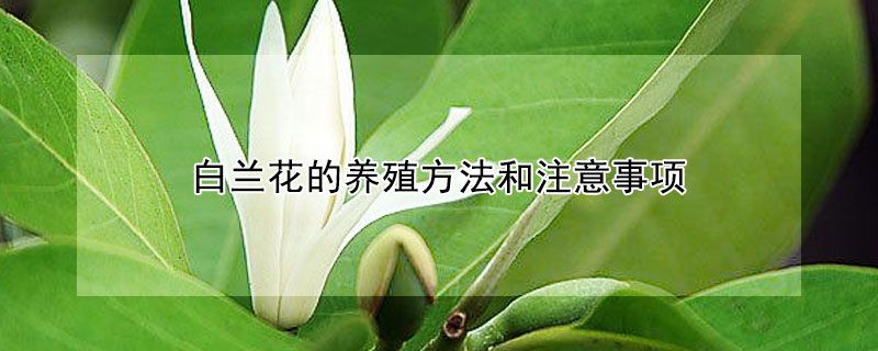 白蘭花的養(yǎng)殖方法和注意事項