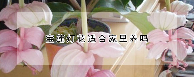 寶蓮燈花適合家里養嗎