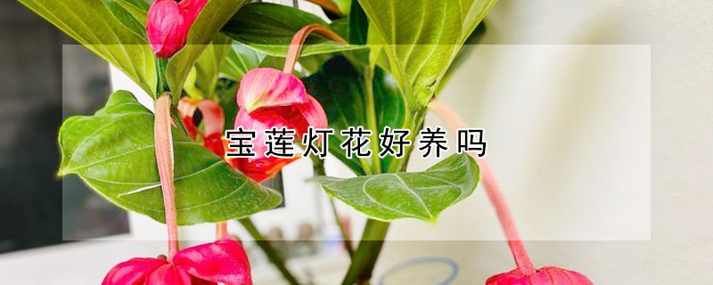 寶蓮燈花好養(yǎng)嗎