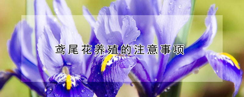 鳶尾花養(yǎng)殖的注意事項(xiàng)