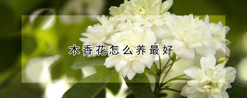 木香花怎么養最好