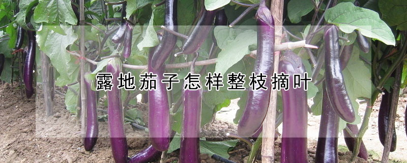 露地茄子怎樣整枝摘葉