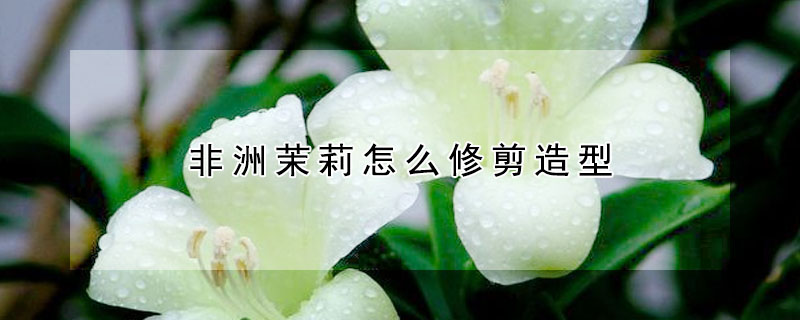 非洲茉莉怎么修剪造型