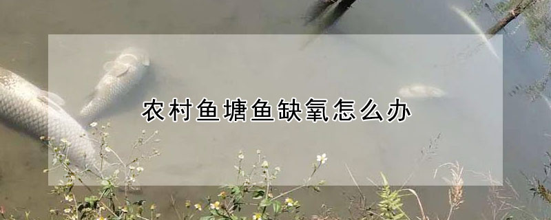 農(nóng)村魚塘魚缺氧怎么辦