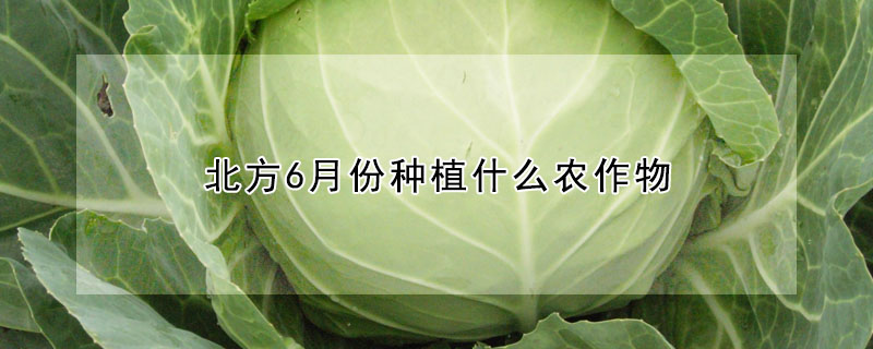 北方6月份種植什么農作物