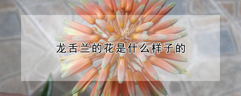 龍舌蘭的花是什么樣子的