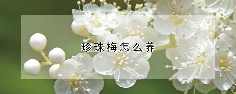 珍珠梅怎么養(yǎng)