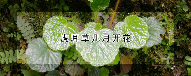 虎耳草幾月開花