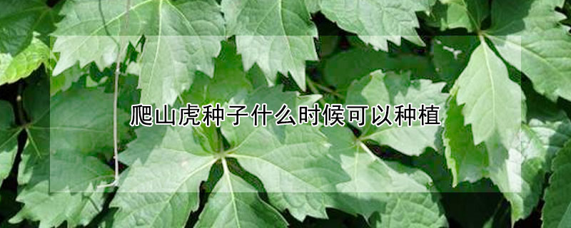 爬山虎種子什么時候可以種植