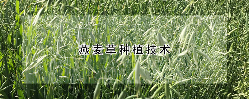 燕麥草種植技術(shù)