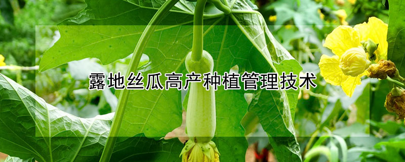 露地絲瓜高產(chǎn)種植管理技術