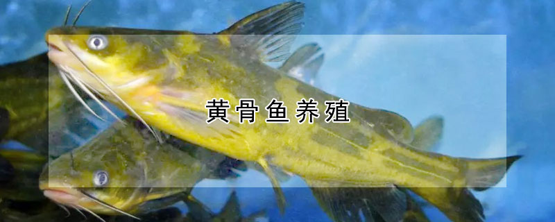 黃骨魚養殖